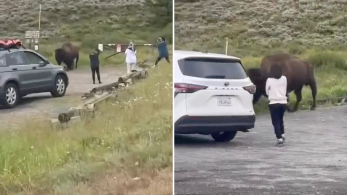 The footage captured around 10 tourists getting unreasonably close.