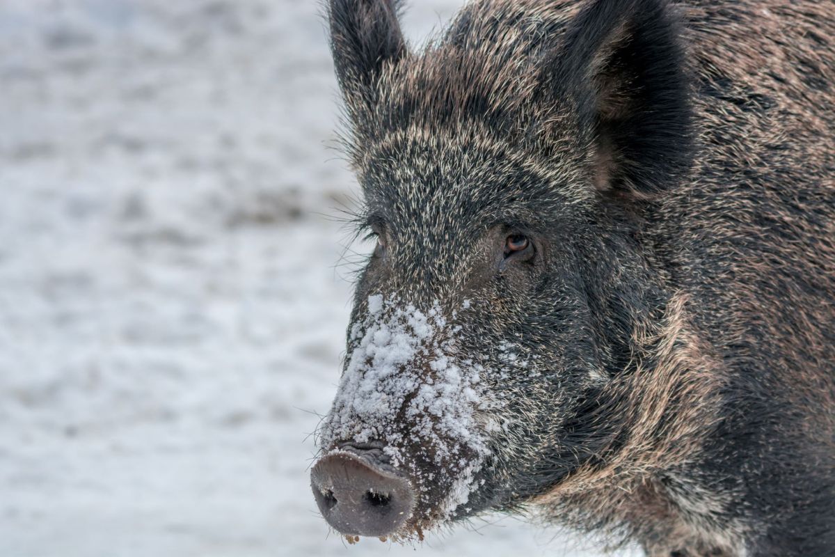 In 2019, a woman in Texas was killed by a feral swine.
