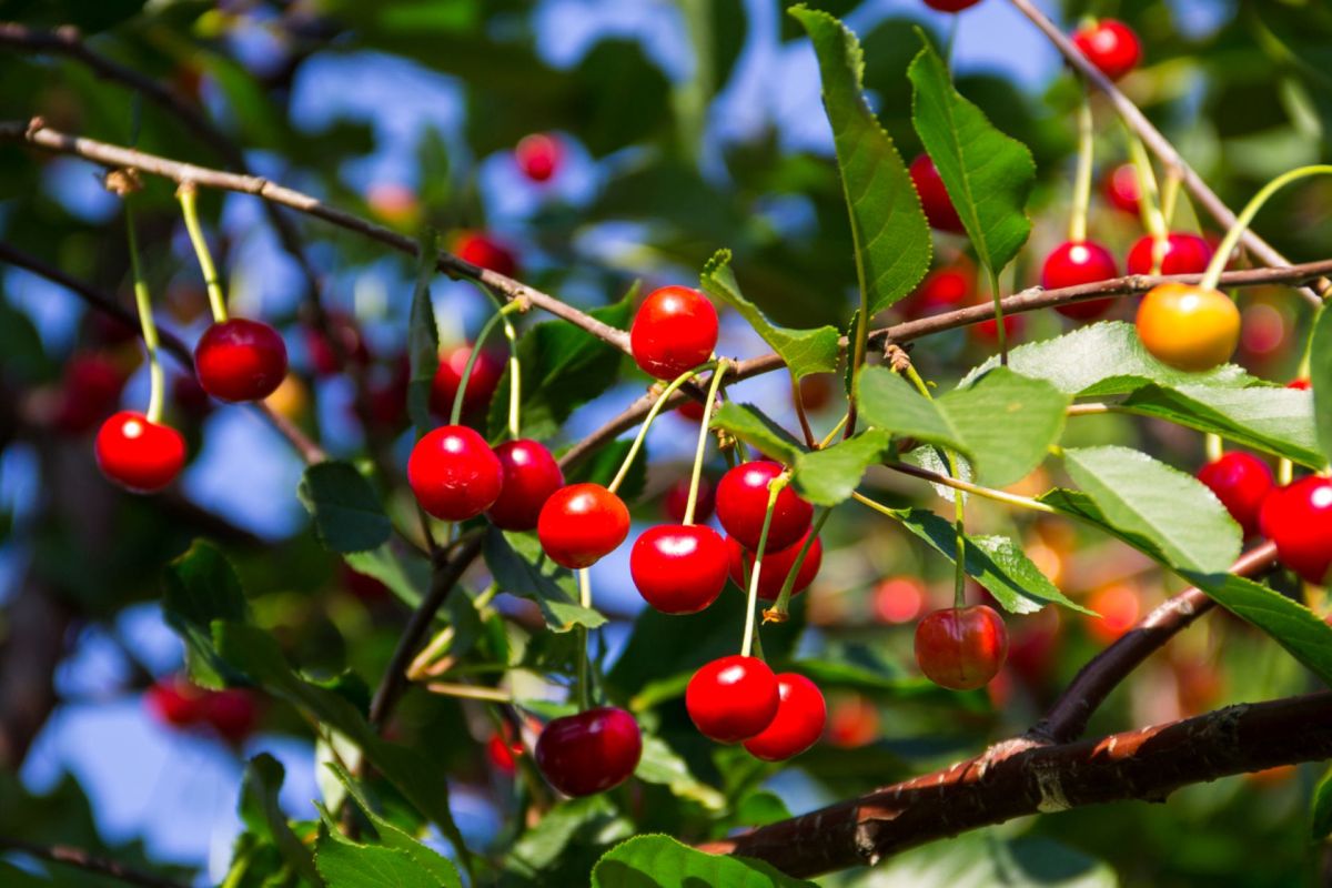 “Traditionally, there are many chill requirements to grow a great cherry ..."