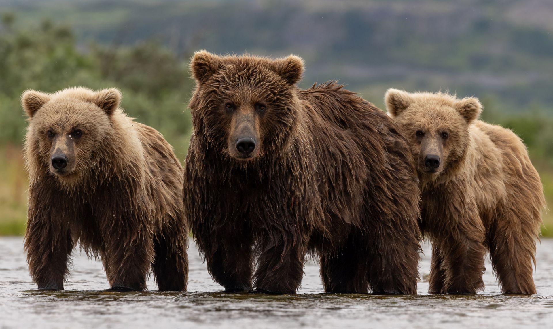 Hunters report concerning uptick in grizzly bear sightings: 'Something  pretty big is going on and we don't know why