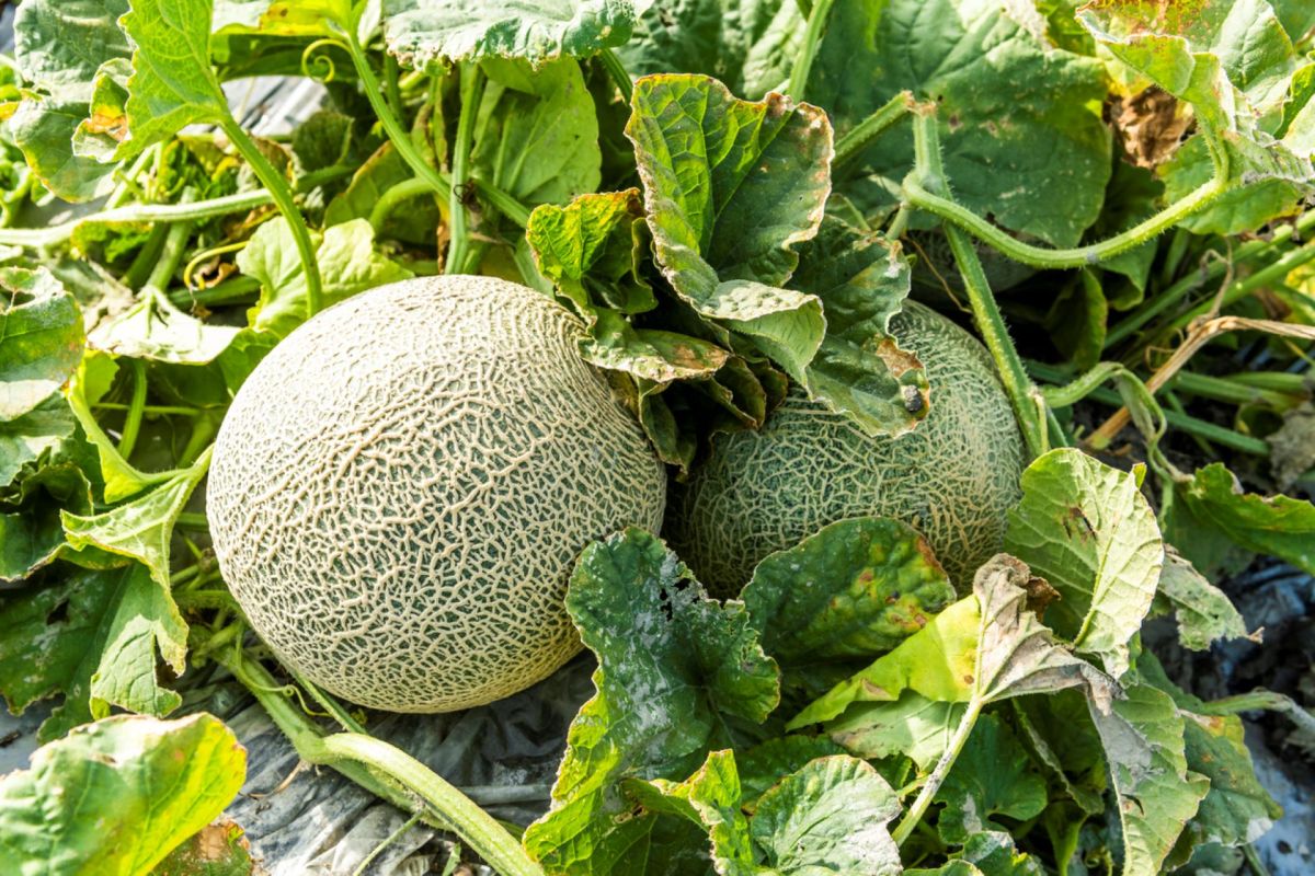 Researchers at Texas A&M have bred cantaloupes they’ve dubbed “Supermelon” and “Flavorific."
