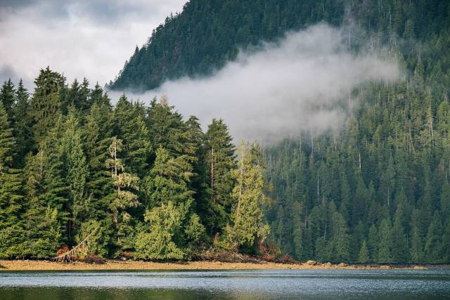"It was decided that we should keep the tree’s location a secret."