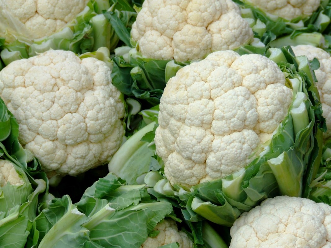 According to the company, the cauliflower curds — or the flowering head of the plant — can remain white after harvest and even after being exposed to sunlight.