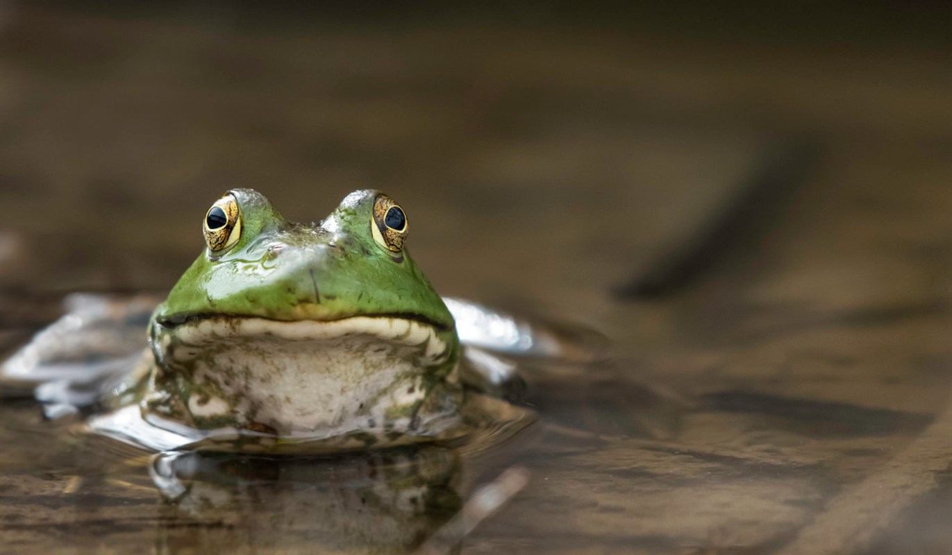 "The status of amphibians is deteriorating globally."