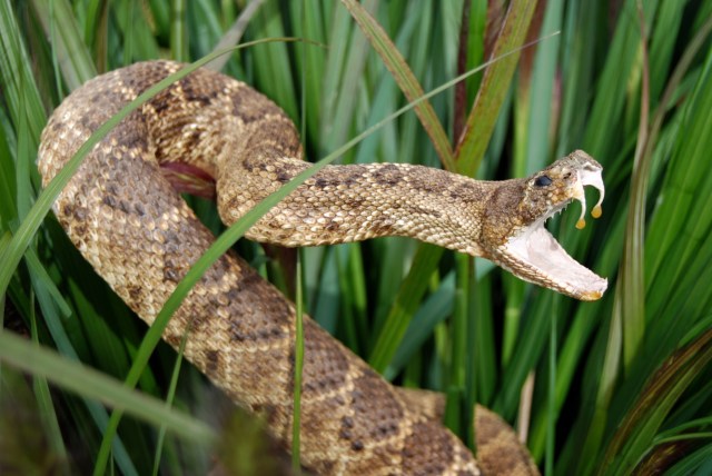 Most snake bites happen between April and October.