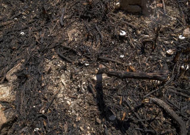 "[It] can persist in surface soil and ash for many months after wildfires, thereby presenting a health risk."