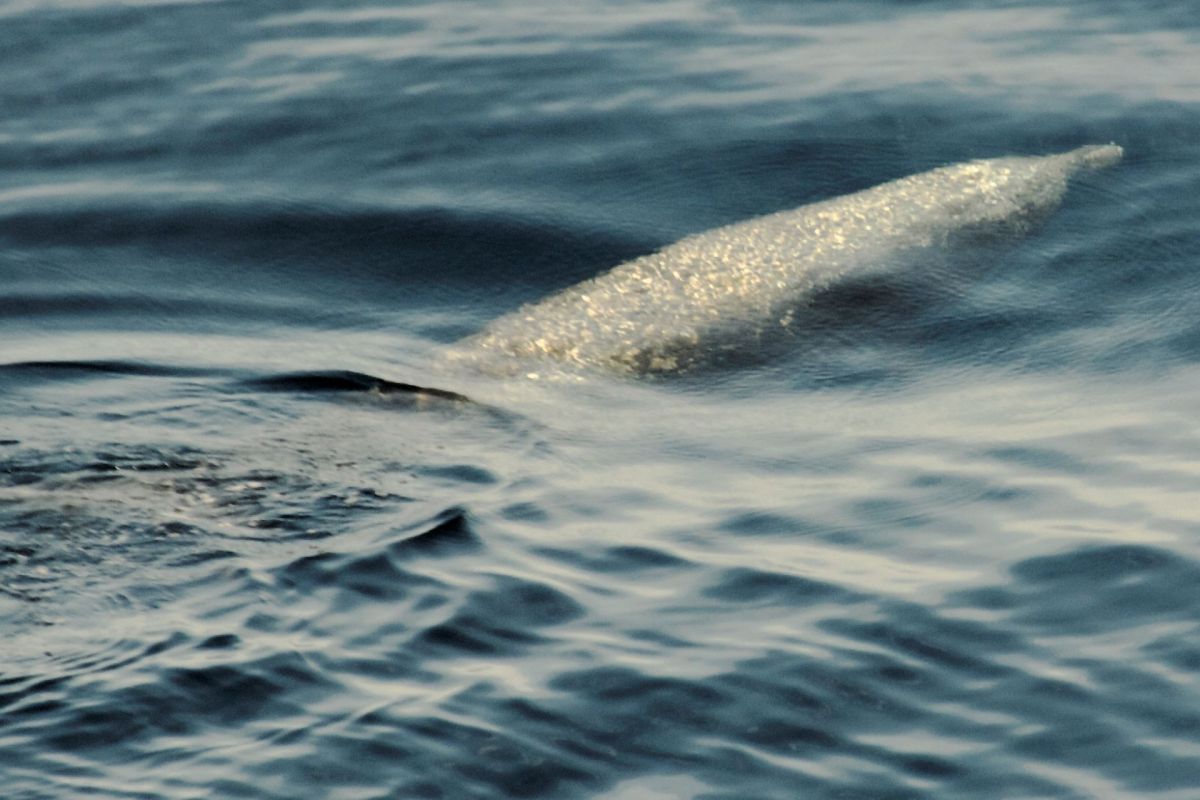 The beaked whales are particularly vulnerable due to their feeding mechanism.