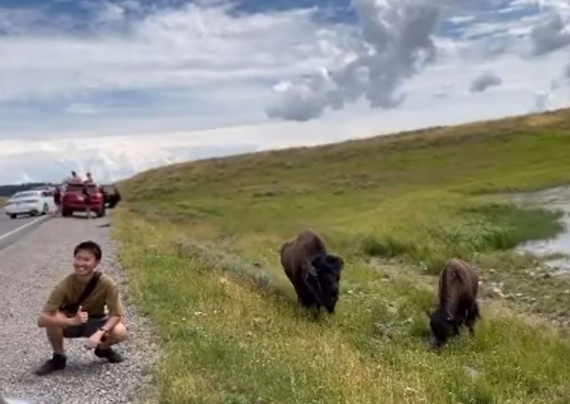 A viral video shows an idiotic tourist risking their life for a bison picture at Yellowstone National Park.