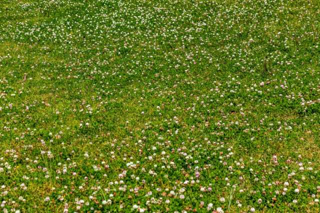 “If you have a huge yard I’d think about what areas you use the most."