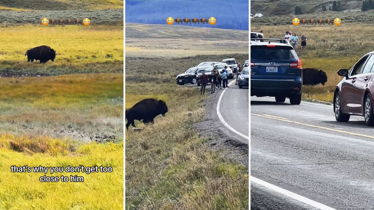 Yellowstone National Park’s website says bison have injured more people at the park than any other animal.