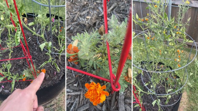 "My mom did it, so I did!"