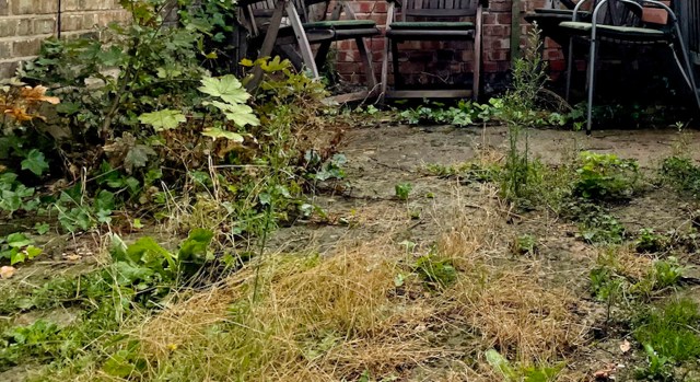 After seeing the pictures, it’s apparent that the yard clearly needs some TLC.