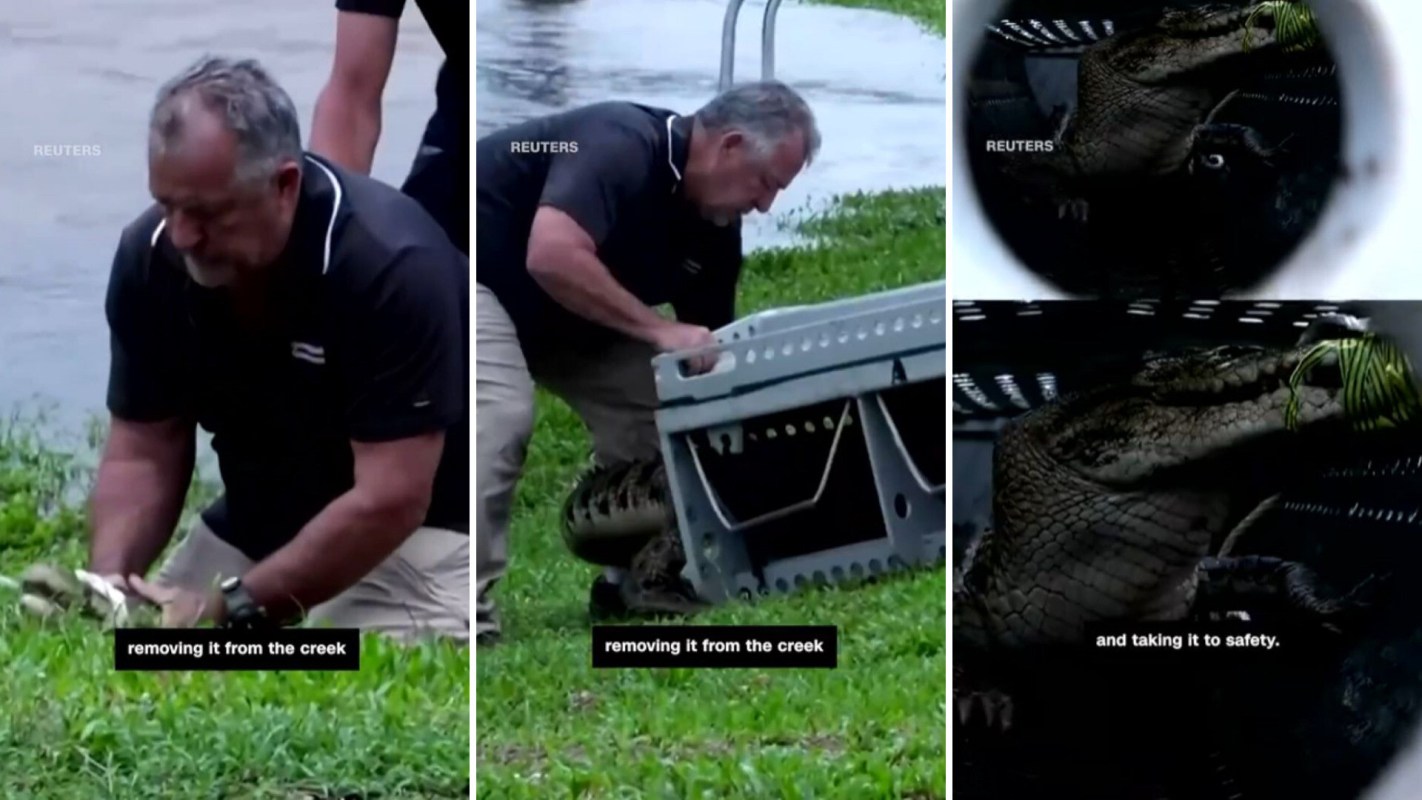 “To be able to remove that [8-foot] long saltwater crocodile from the stream is nothing short of remarkable."
