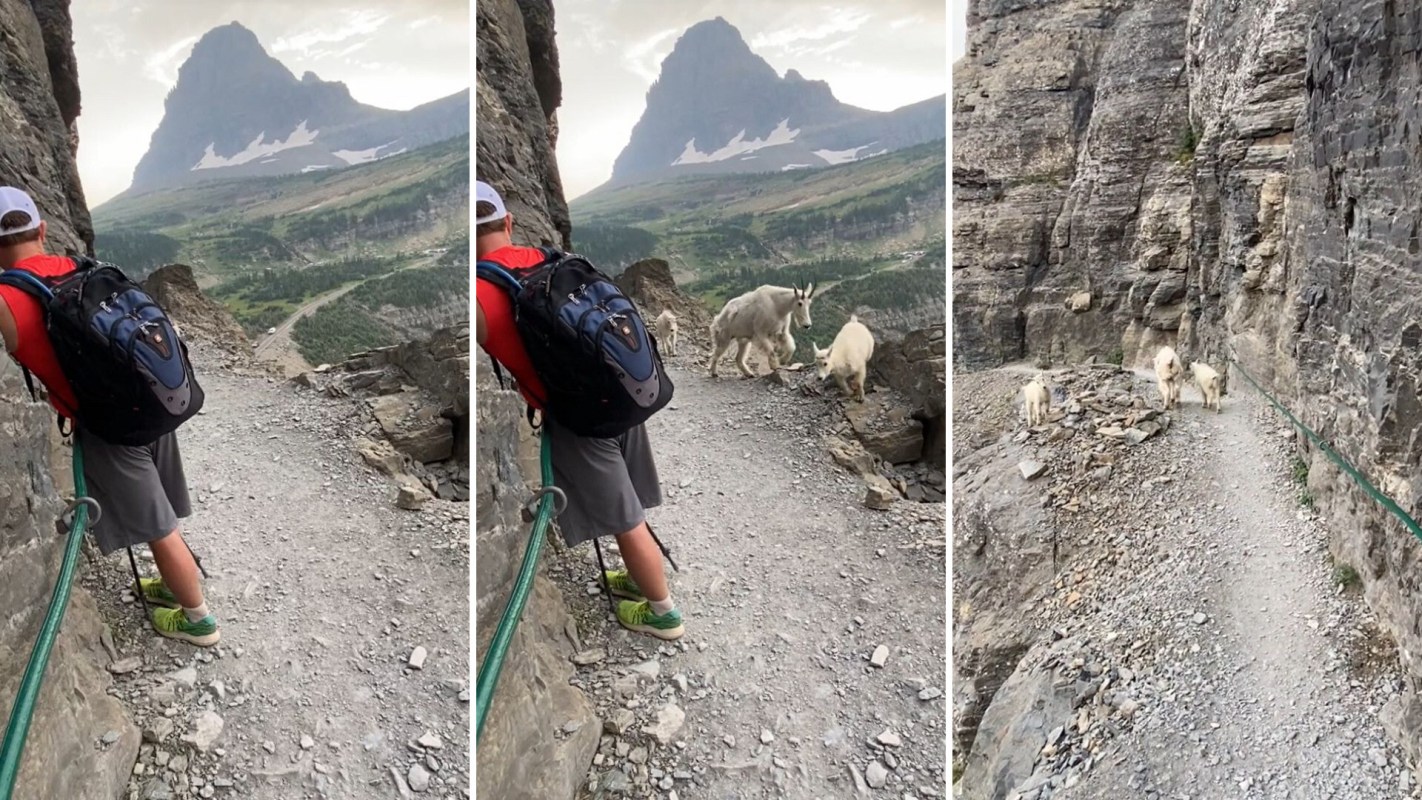 An adult goat and two kids happened to be taking the opposite route.