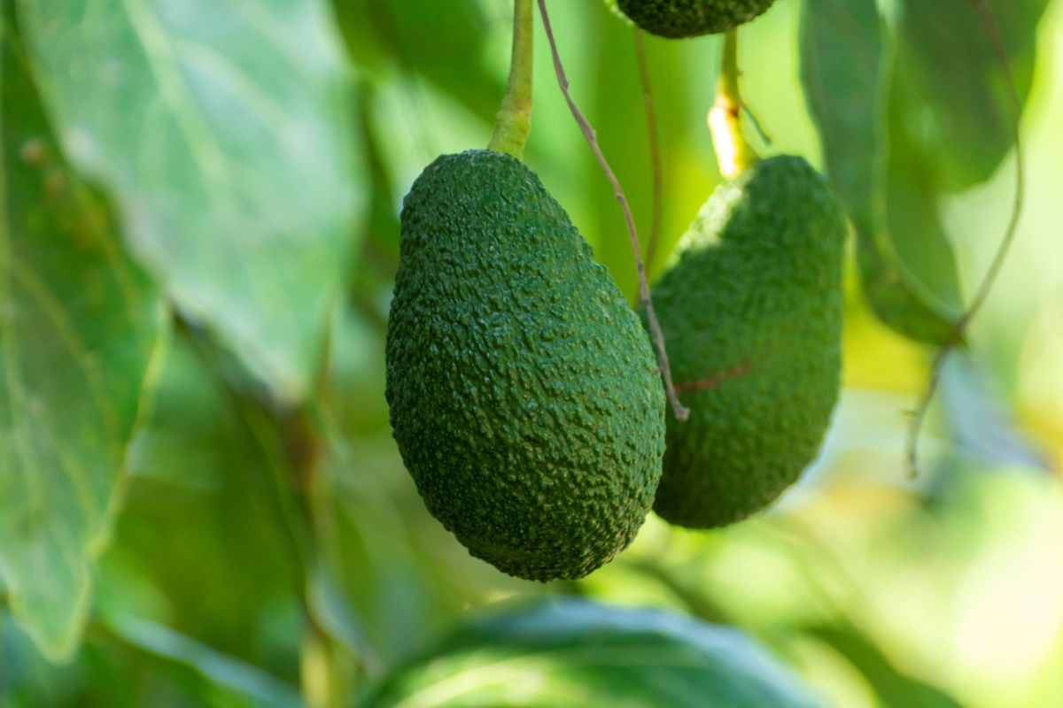 Luna UCR™ avocados are said to have great flavor and high post-harvest quality.