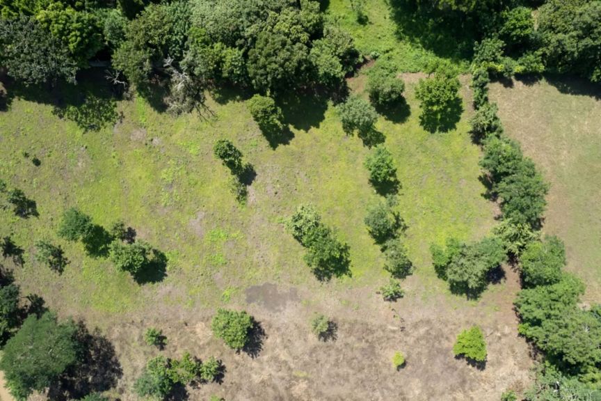 Unbelievable before-and-after images show impact of planting trees: 'These  trees are making unimaginable differences'