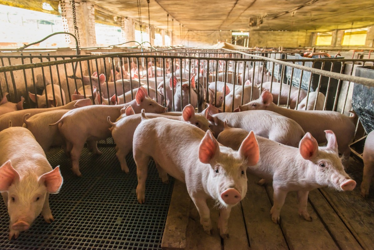 "What makes you think you have a right to set up a hog farm and destroy my way of life?"