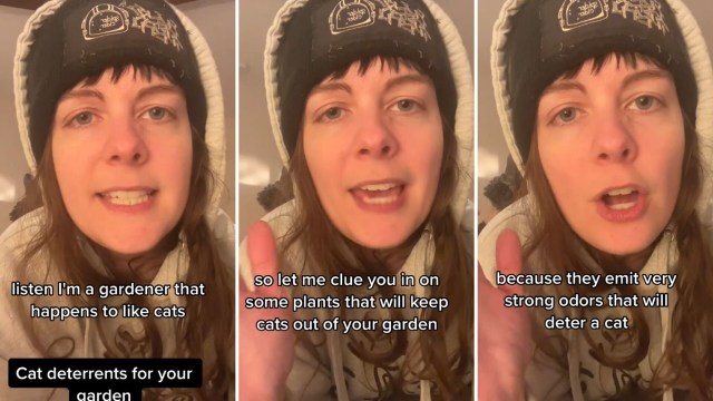 "I had to take my entire veggie garden apart because the strays were pooping and peeing all over it."