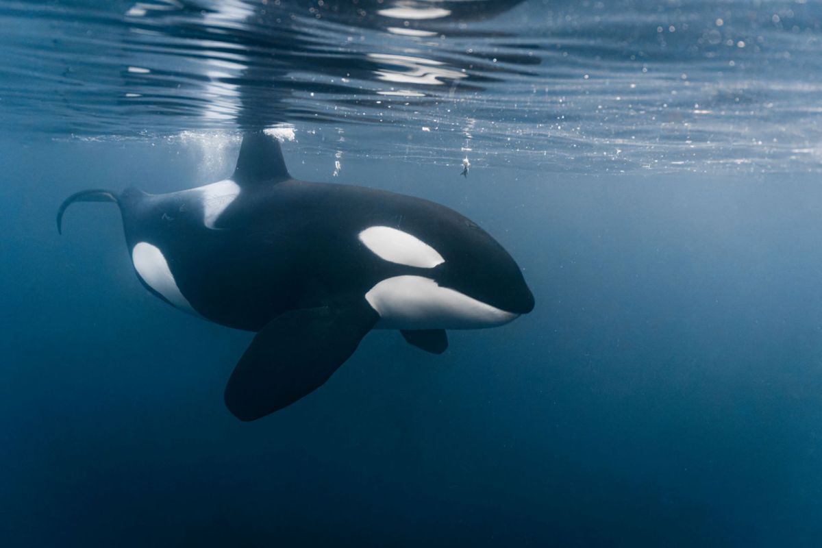 extremely rare' behavior of orcas whale