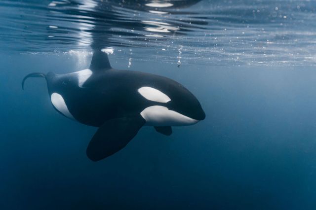 extremely rare' behavior of orcas whale