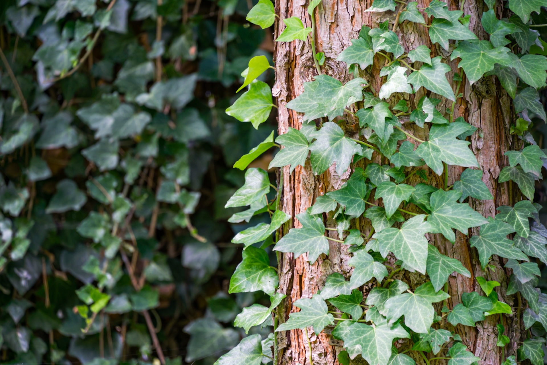 Eco-Answers from the Pros: Removing English Ivy - Ecological Landscape  Alliance