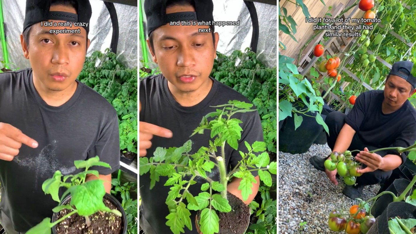 "I don’t normally do this to my tomato seedlings, but I always challenge myself to try new ways to grow our food."