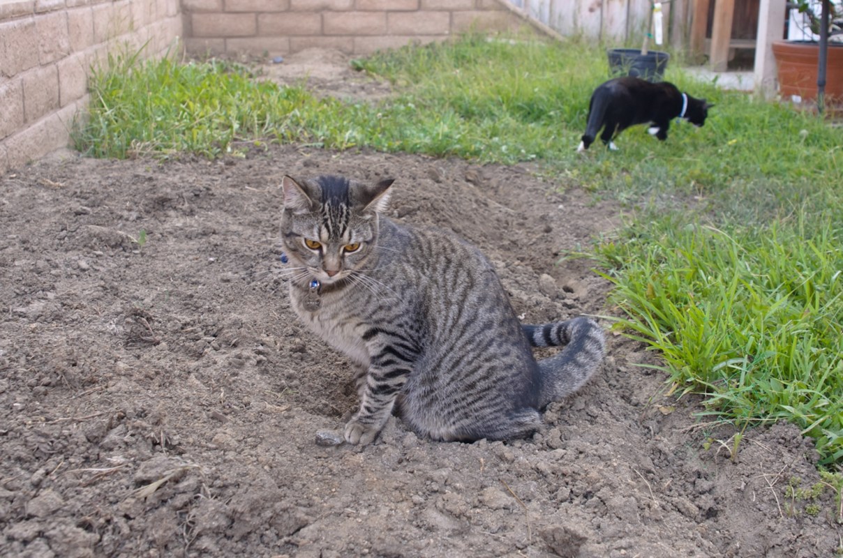 "Cats like that area because it is easy to dig in."