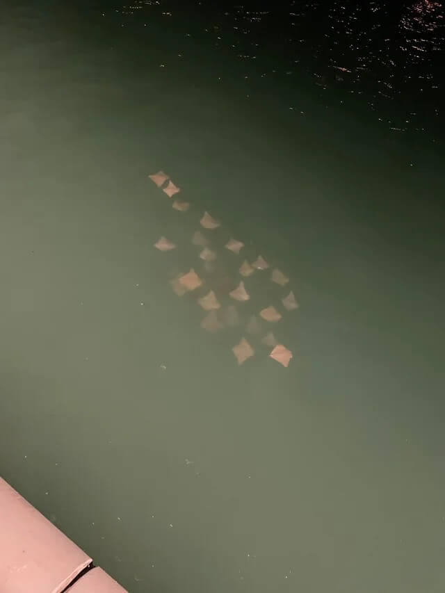 "It took me a minute to realize those aren't leaves."