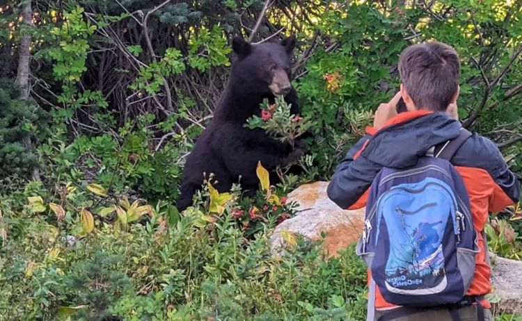 Entitled Tourist Tempting Fate for Close-up Photo of Bear Sparkes Outrage Online: “That Guy Has a Death Wish”