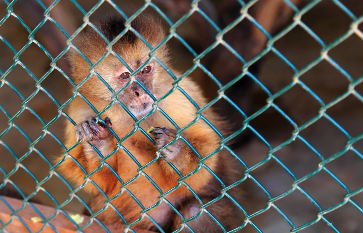 “The monkeys were really upset to be back in cages. I never want to see it again.”