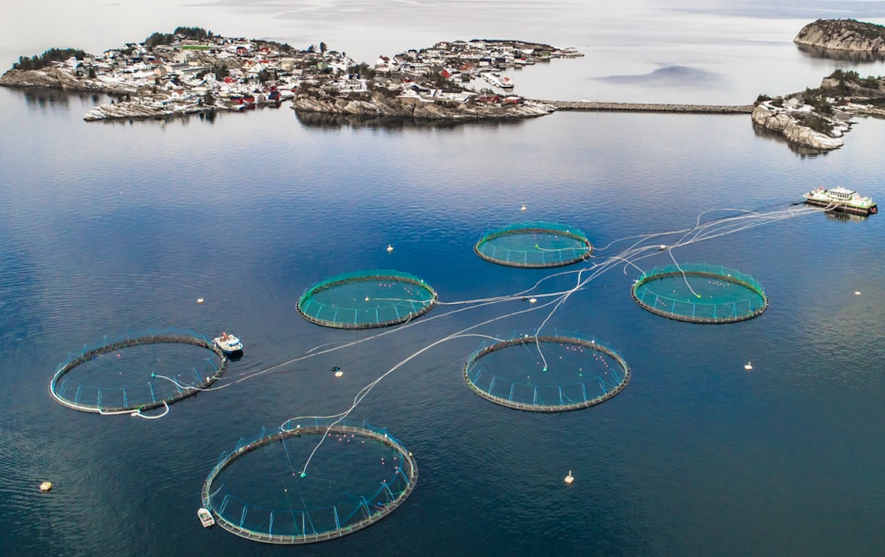 "Advancing the seafood industry is essential because farmed fish are less resource intensive, with a lower-carbon impact than other proteins."