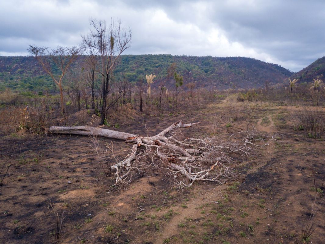 “Repeated fires can destroy the forest entirely."