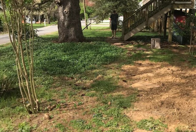 "No easy way out with this aggressive plant."