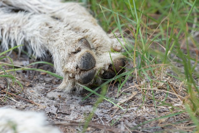 One of the biggest challenges with HOAs is trying to maintain a lawn that adheres to the established guidelines.