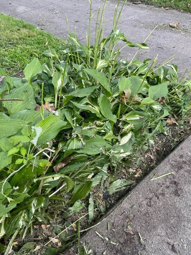 Unfortunately for most tenants, there isn't much that can be done to protect a garden bed from a negligent or disrespectful landlord.