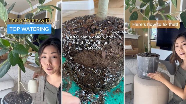 "Notice how the water is not evenly saturating the soil here."