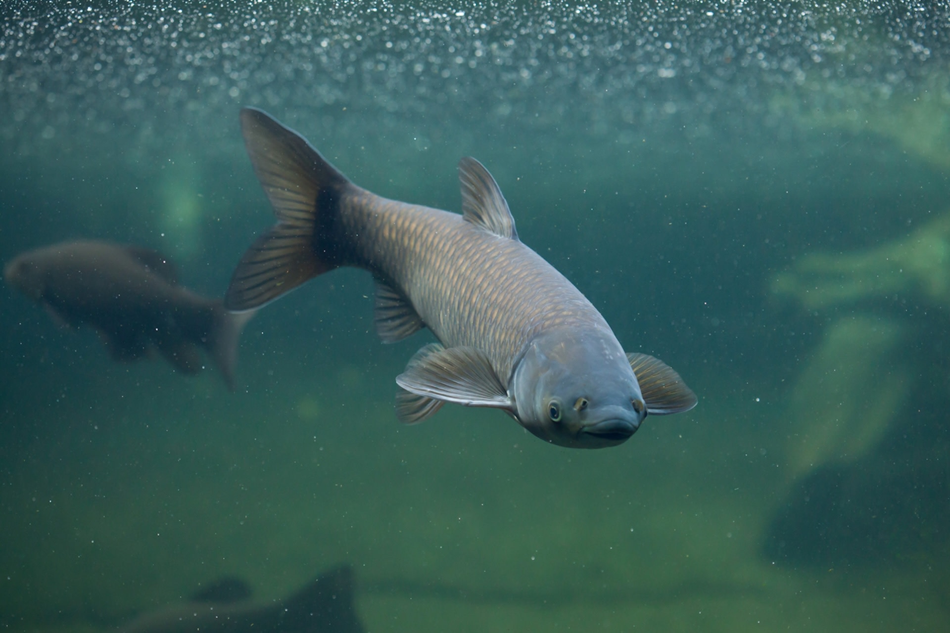 Scientist urges public to eat 'environmental time bomb' wreaking havoc in  US waterways: 'Our focus should be on reduction