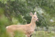 Scientists Warn About Risk Of slow moving Disaster With Animal Scientists Warn About Risk Of slow moving Disaster With Animal