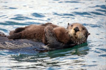 "The return of the sea otters didn’t reverse the losses, but it did slow them to a point that these systems could restabilize."