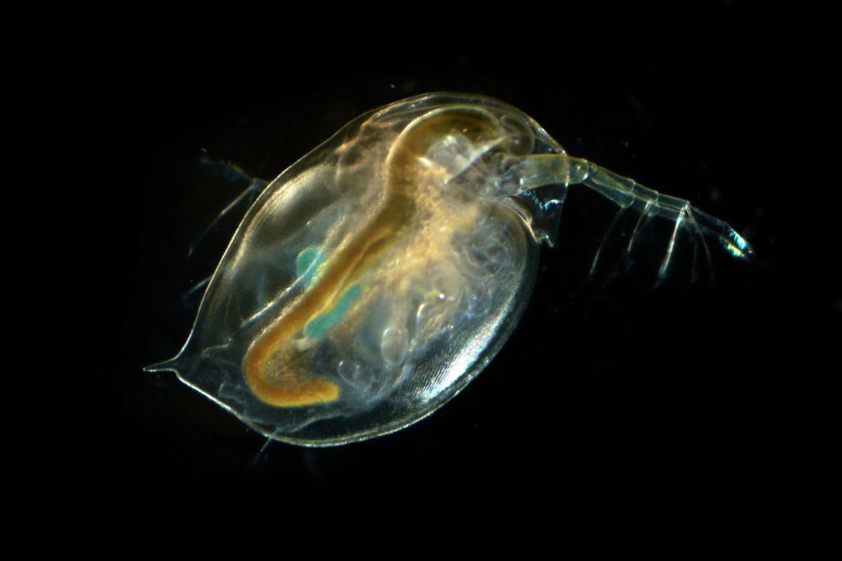 The reproductive capabilities of the water flea make the system relatively low-maintenance, further sparking optimism for the technology’s applications.