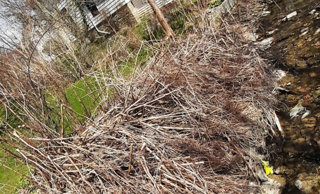 It's easy to see why their neighbor was adamant about them getting rid of these plants ASAP.