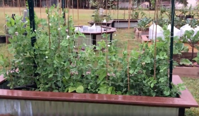 "Thank you for sharing your skills for a successful harvest."