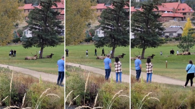"It's not a petting zoo."
