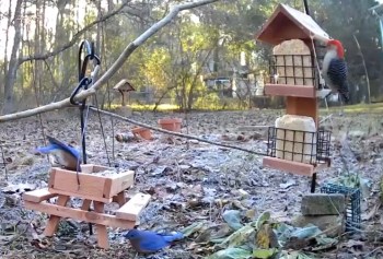 "By this time next year I hope to not need any feeders at all … my native plants might feed the birds all by themselves."