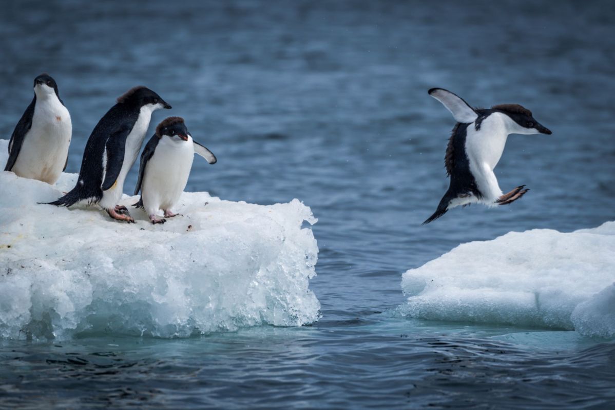 "The health of Antarctica is essential for the health of the planet."