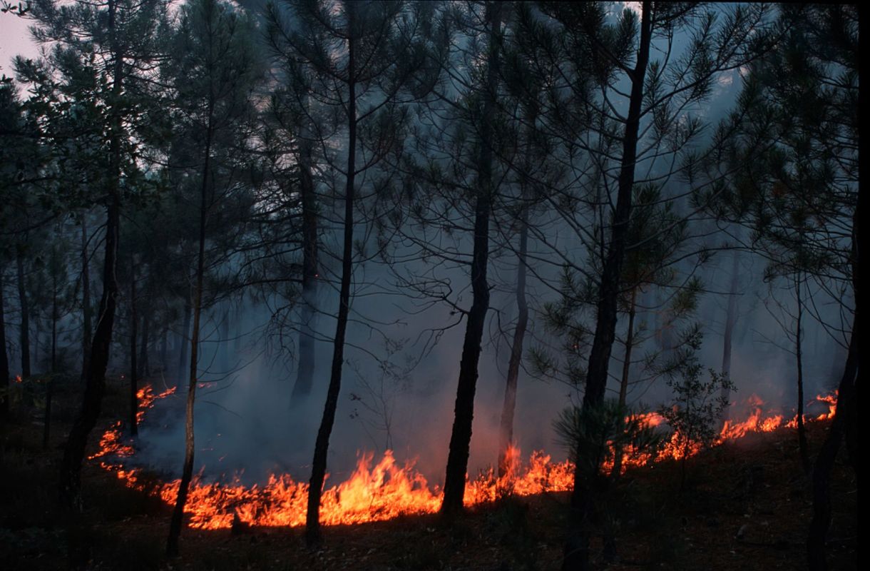 “The incentive is often not to burn,” wrote a research team in a recent paper in Frontiers in Ecology and Environment.