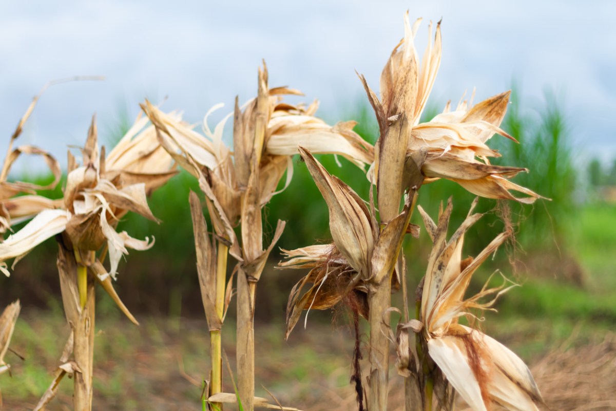 "We're already seeing massive crop losses …"