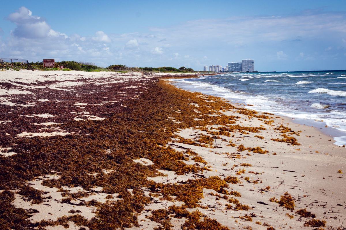 To date, Carbonwave has performed over 300 trials on the sargassum-based emulsifier and is continually expanding its network of manufacturers and suppliers.