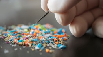 "These were not high doses of microplastics, but in only a short period of time, we saw these changes."