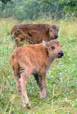 Men Bison Back Problem Park rangers investigate two men after they were caught harassing bison ...